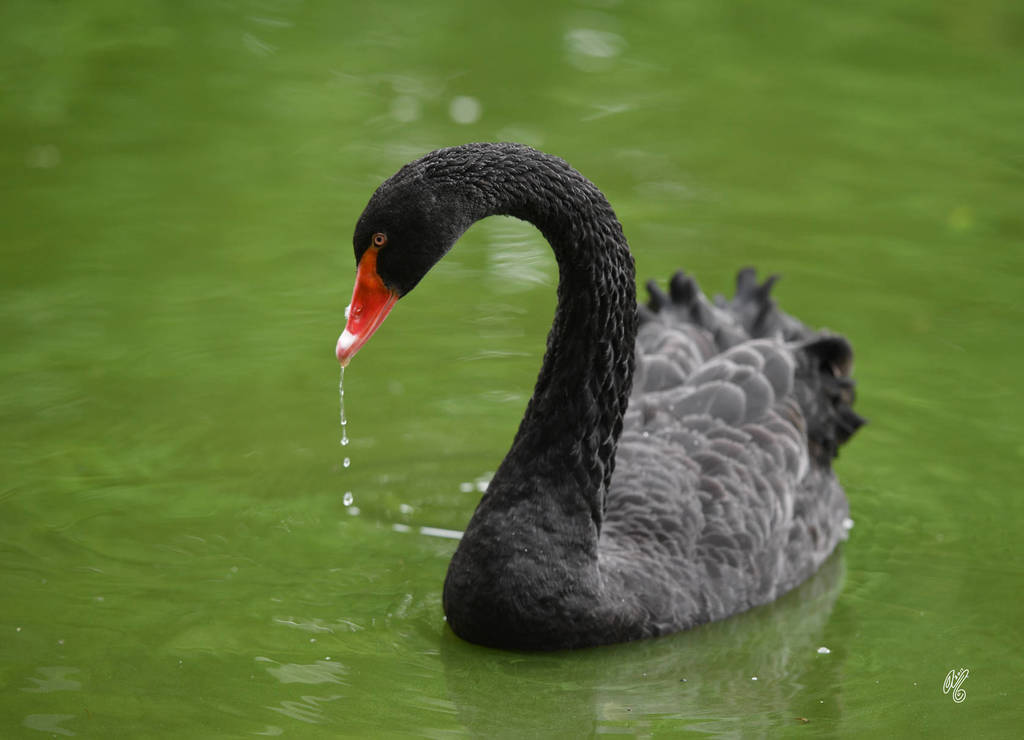 Lisa Abraham: Katharinenhof Stud 2017: A Photographic Essay