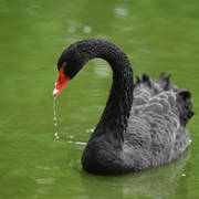 Lisa Abraham: Katharinenhof Stud 2017: A Photographic Essay