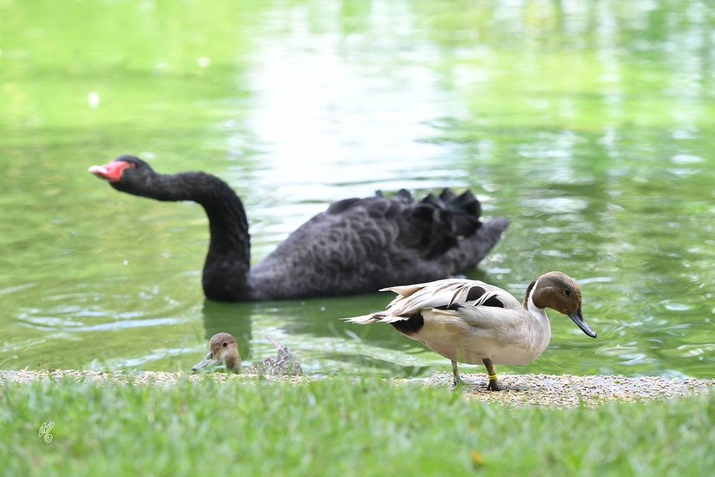 Lisa Abraham: Katharinenhof Stud 2017: A Photographic Essay