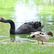 Lisa Abraham: Katharinenhof Stud 2017: A Photographic Essay