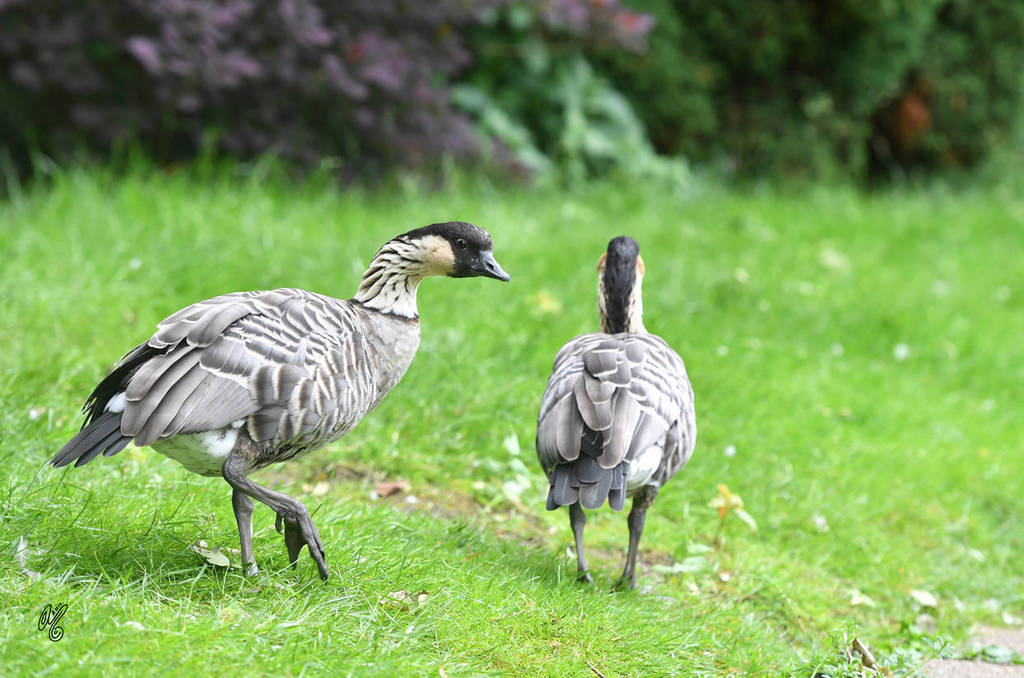Lisa Abraham: Katharinenhof Stud 2017: A Photographic Essay