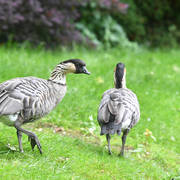 Lisa Abraham: Katharinenhof Stud 2017: A Photographic Essay