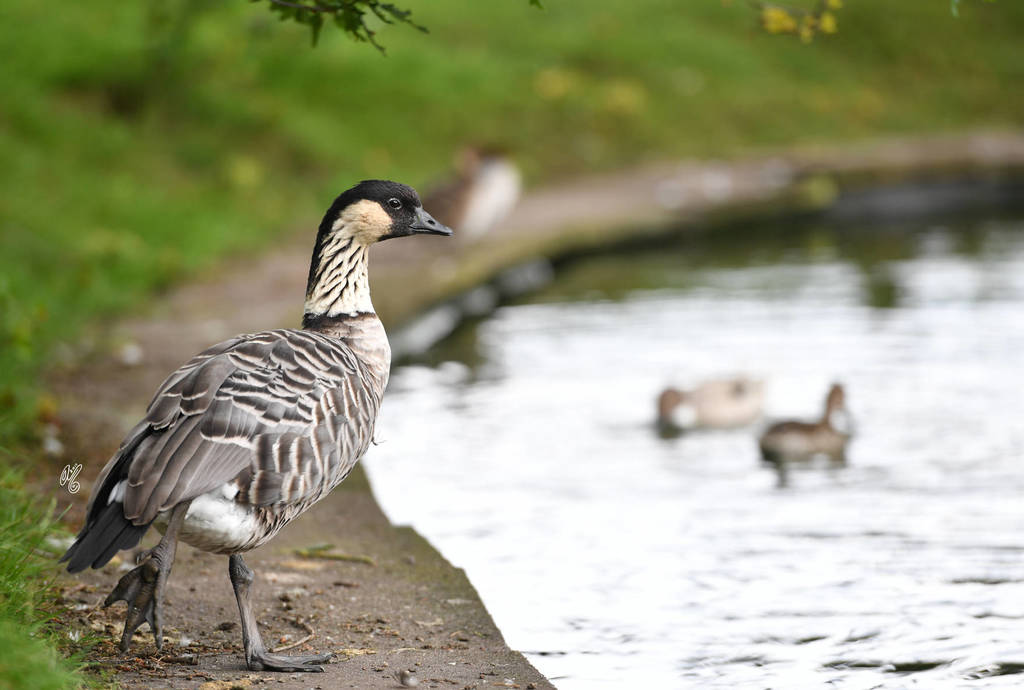 Lisa Abraham: Katharinenhof Stud 2017: A Photographic Essay