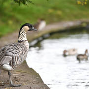 Lisa Abraham: Katharinenhof Stud 2017: A Photographic Essay