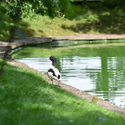 Lisa Abraham: Katharinenhof Stud 2017: A Photographic Essay