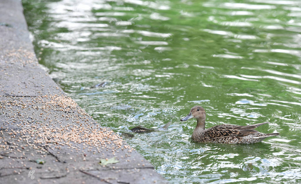 Lisa Abraham: Katharinenhof Stud 2017: A Photographic Essay