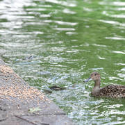 Lisa Abraham: Katharinenhof Stud 2017: A Photographic Essay