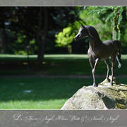 Lisa Abraham: Katharinenhof Stud 2017: A Photographic Essay