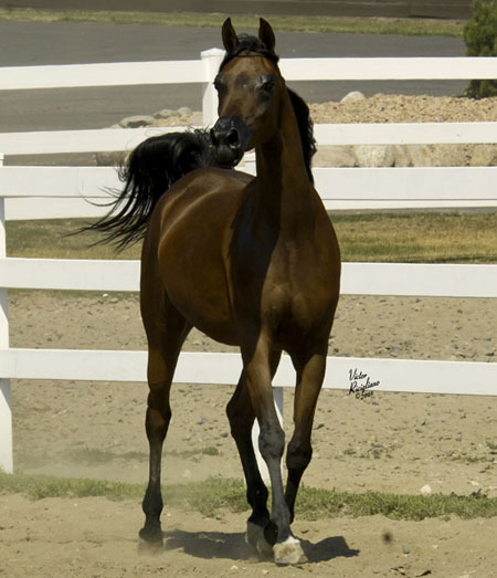 Copper Creek Arabians