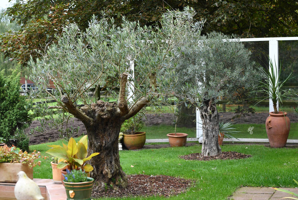 Lisa Abraham: Katharinenhof Stud 2017: A Photographic Essay