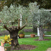 Lisa Abraham: Katharinenhof Stud 2017: A Photographic Essay