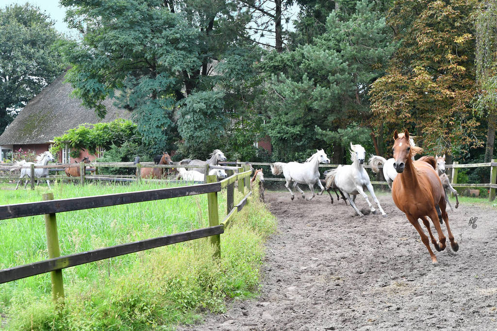 Lisa Abraham: Katharinenhof Stud 2017: A Photographic Essay