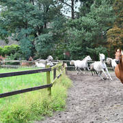 Lisa Abraham: Katharinenhof Stud 2017: A Photographic Essay