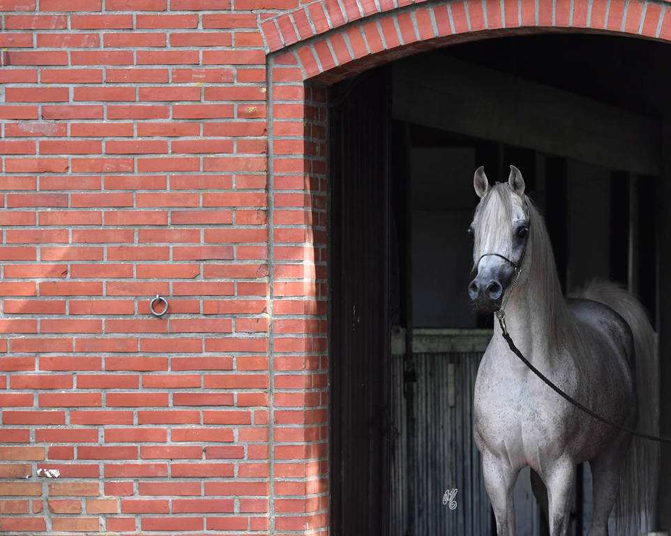 NK Nadeer (NK Hafid Jamil X NK Nadirah) 2005 stallion