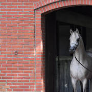 NK Nadeer (NK Hafid Jamil X NK Nadirah) 2005 stallion