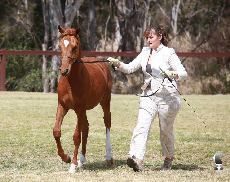 NSW ARABIAN STATE TITLES - SYDNEY AUSTRALIA