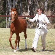 NSW ARABIAN STATE TITLES - SYDNEY AUSTRALIA