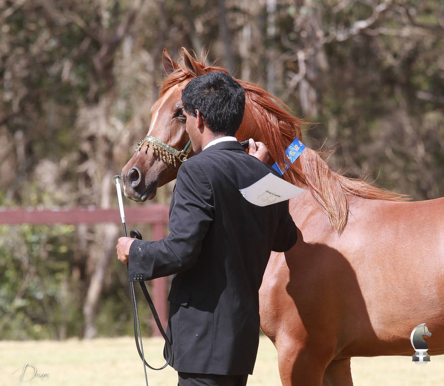 NSW ARABIAN STATE TITLES - SYDNEY AUSTRALIA