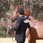NSW ARABIAN STATE TITLES - SYDNEY AUSTRALIA