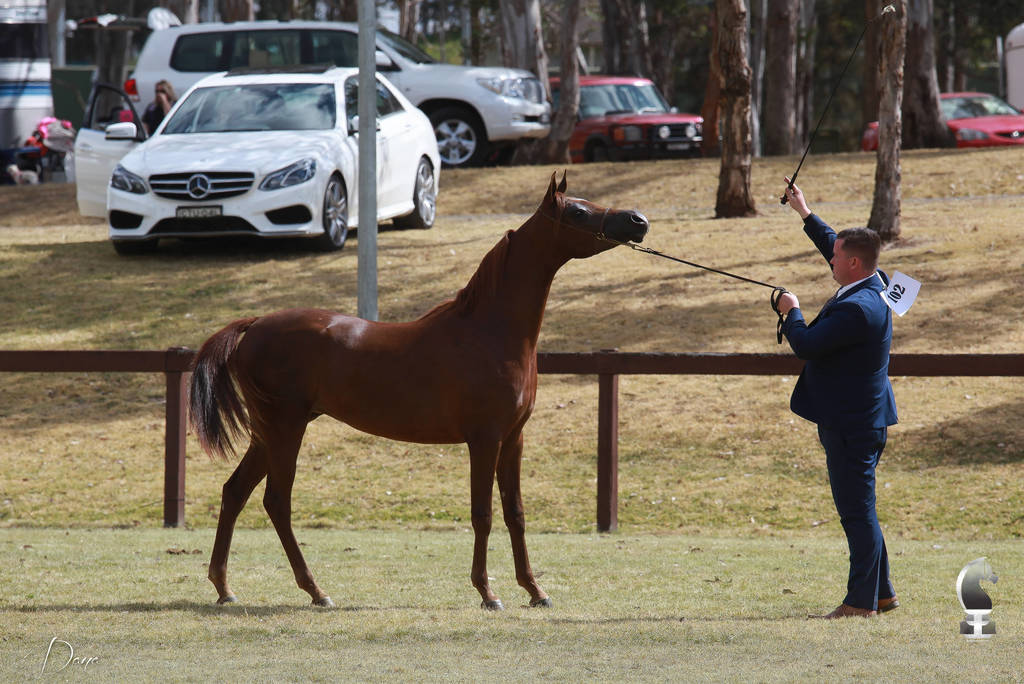 NSW ARABIAN STATE TITLES - SYDNEY AUSTRALIA