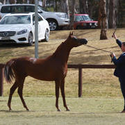 NSW ARABIAN STATE TITLES - SYDNEY AUSTRALIA