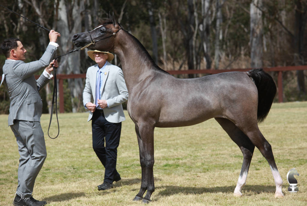 NSW ARABIAN STATE TITLES - SYDNEY AUSTRALIA