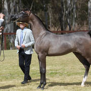 NSW ARABIAN STATE TITLES - SYDNEY AUSTRALIA