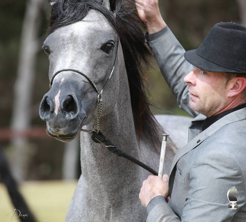 NSW ARABIAN STATE TITLES - SYDNEY AUSTRALIA