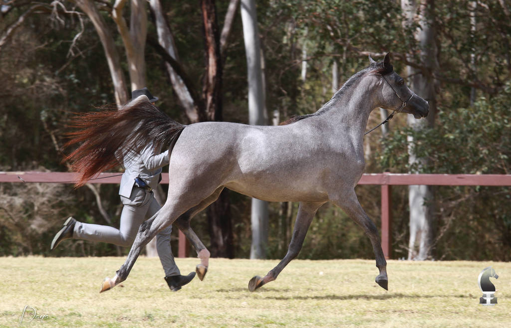 NSW ARABIAN STATE TITLES - SYDNEY AUSTRALIA