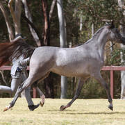 NSW ARABIAN STATE TITLES - SYDNEY AUSTRALIA