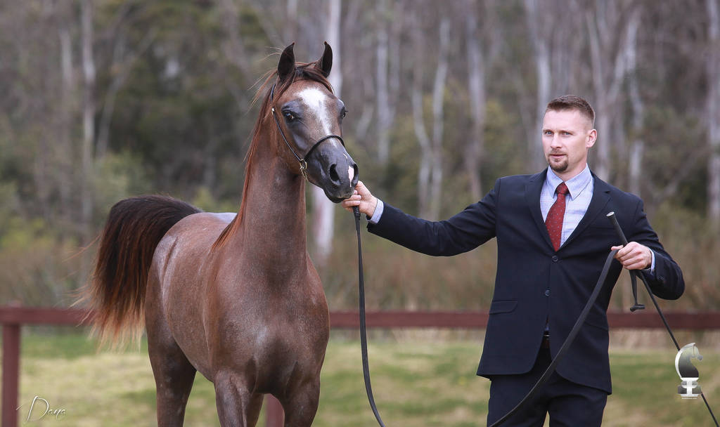 NSW ARABIAN STATE TITLES - SYDNEY AUSTRALIA
