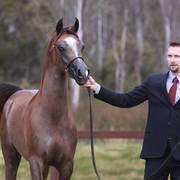 NSW ARABIAN STATE TITLES - SYDNEY AUSTRALIA