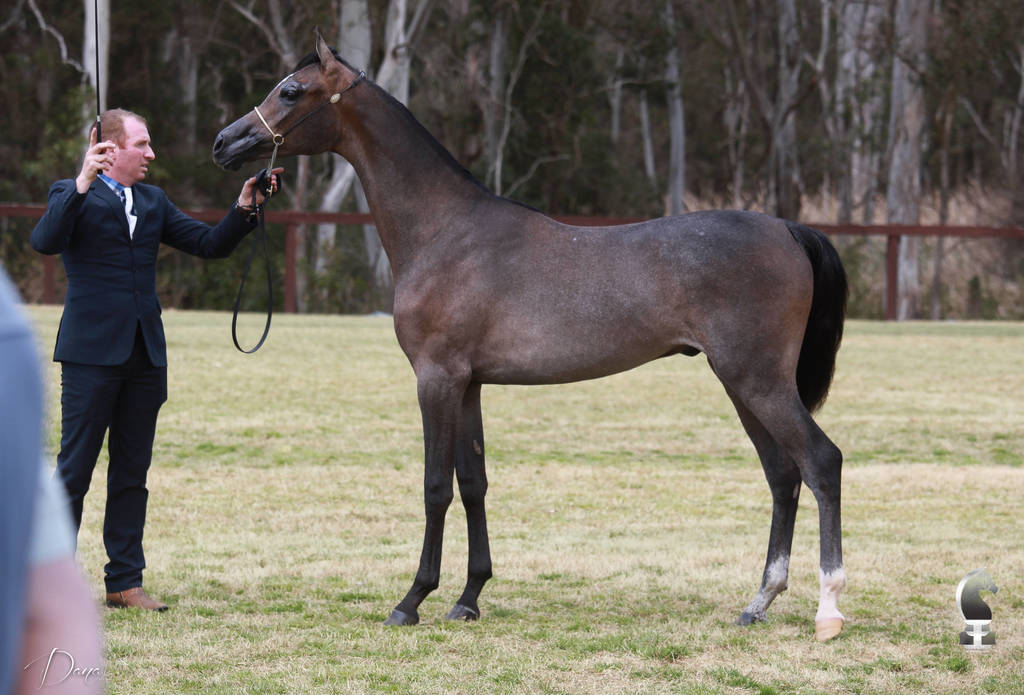 NSW ARABIAN STATE TITLES - SYDNEY AUSTRALIA