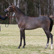 NSW ARABIAN STATE TITLES - SYDNEY AUSTRALIA