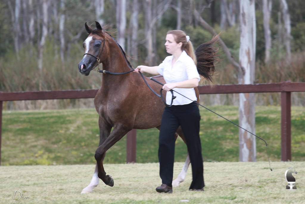 NSW ARABIAN STATE TITLES - SYDNEY AUSTRALIA