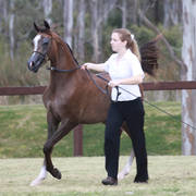 NSW ARABIAN STATE TITLES - SYDNEY AUSTRALIA