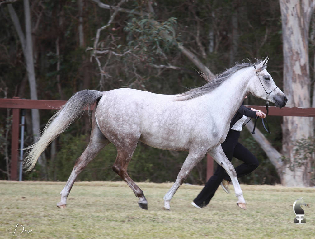 NSW ARABIAN STATE TITLES - SYDNEY AUSTRALIA
