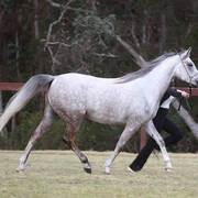 NSW ARABIAN STATE TITLES - SYDNEY AUSTRALIA