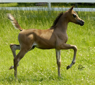 Copper Creek Arabians