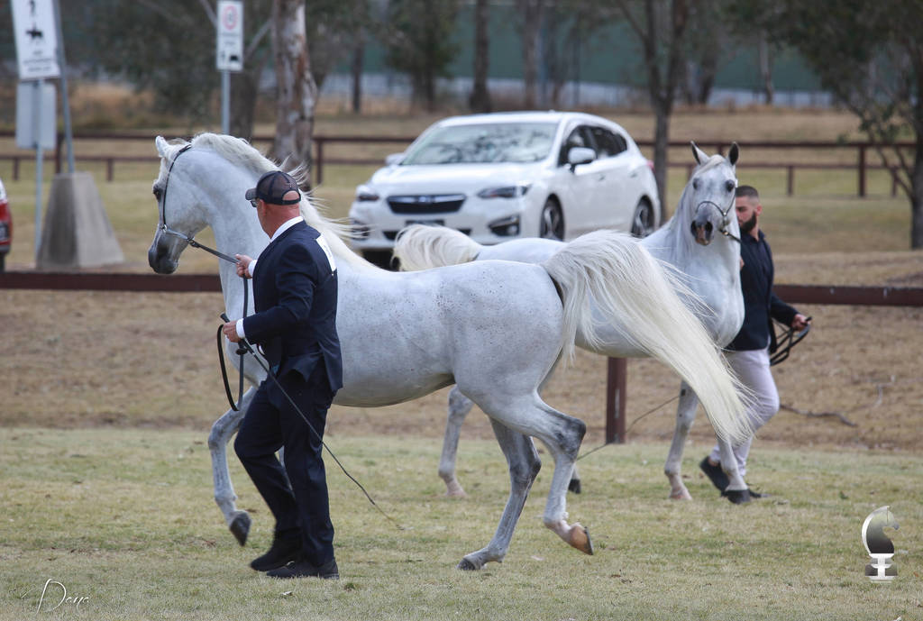 NSW ARABIAN STATE TITLES - SYDNEY AUSTRALIA