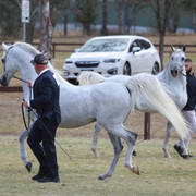 NSW ARABIAN STATE TITLES - SYDNEY AUSTRALIA