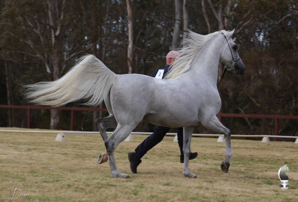 NSW ARABIAN STATE TITLES - SYDNEY AUSTRALIA