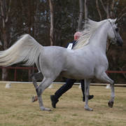 NSW ARABIAN STATE TITLES - SYDNEY AUSTRALIA
