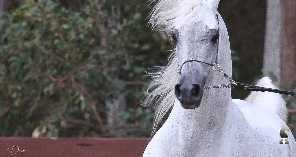 NSW ARABIAN STATE TITLES - SYDNEY AUSTRALIA
