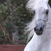 NSW ARABIAN STATE TITLES - SYDNEY AUSTRALIA
