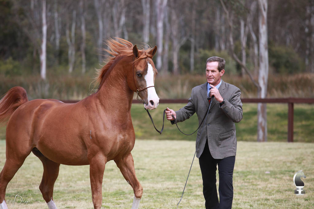 NSW ARABIAN STATE TITLES - SYDNEY AUSTRALIA