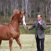NSW ARABIAN STATE TITLES - SYDNEY AUSTRALIA