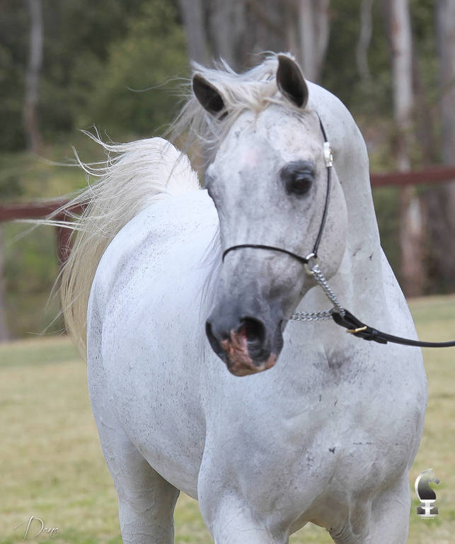 NSW ARABIAN STATE TITLES - SYDNEY AUSTRALIA