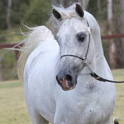 NSW ARABIAN STATE TITLES - SYDNEY AUSTRALIA