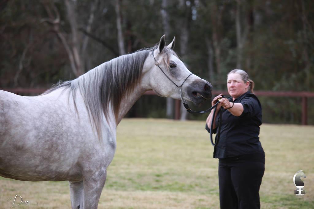 NSW ARABIAN STATE TITLES - SYDNEY AUSTRALIA